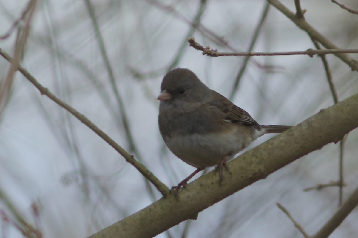 Dark-eyed Junco (Slate-colored) - ML293989411