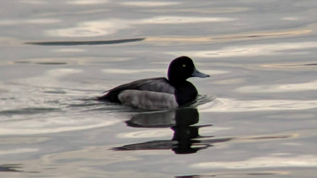 Greater Scaup - David Barrett