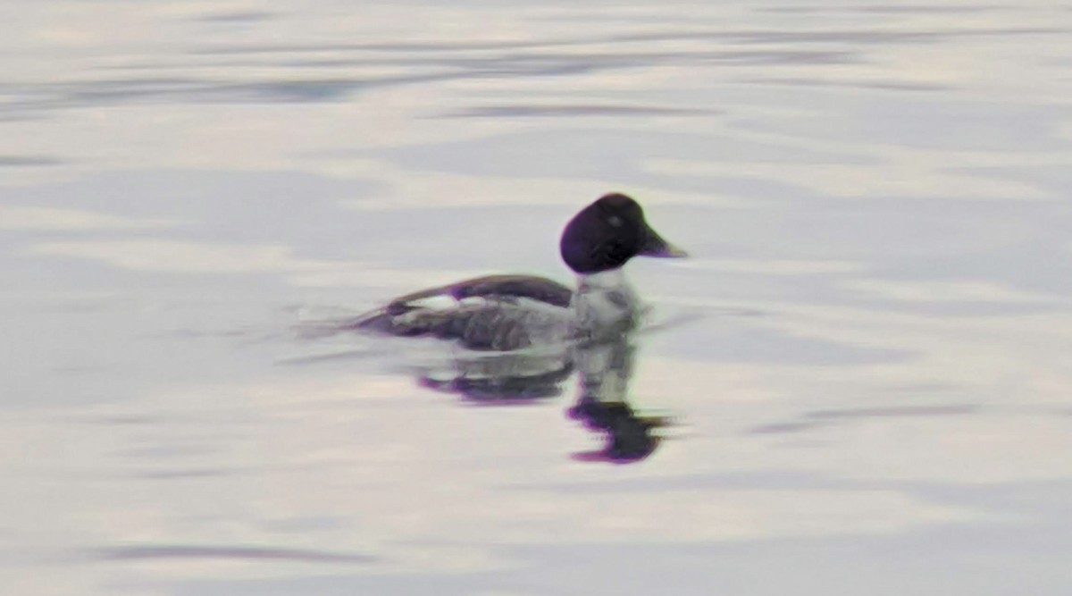 Common Goldeneye - ML293989981