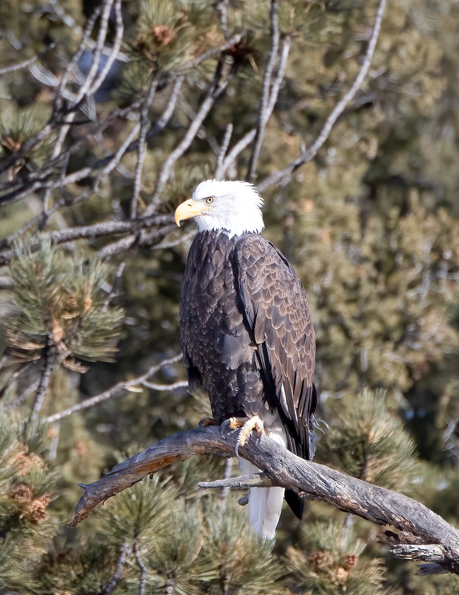 Bald Eagle - ML293990071