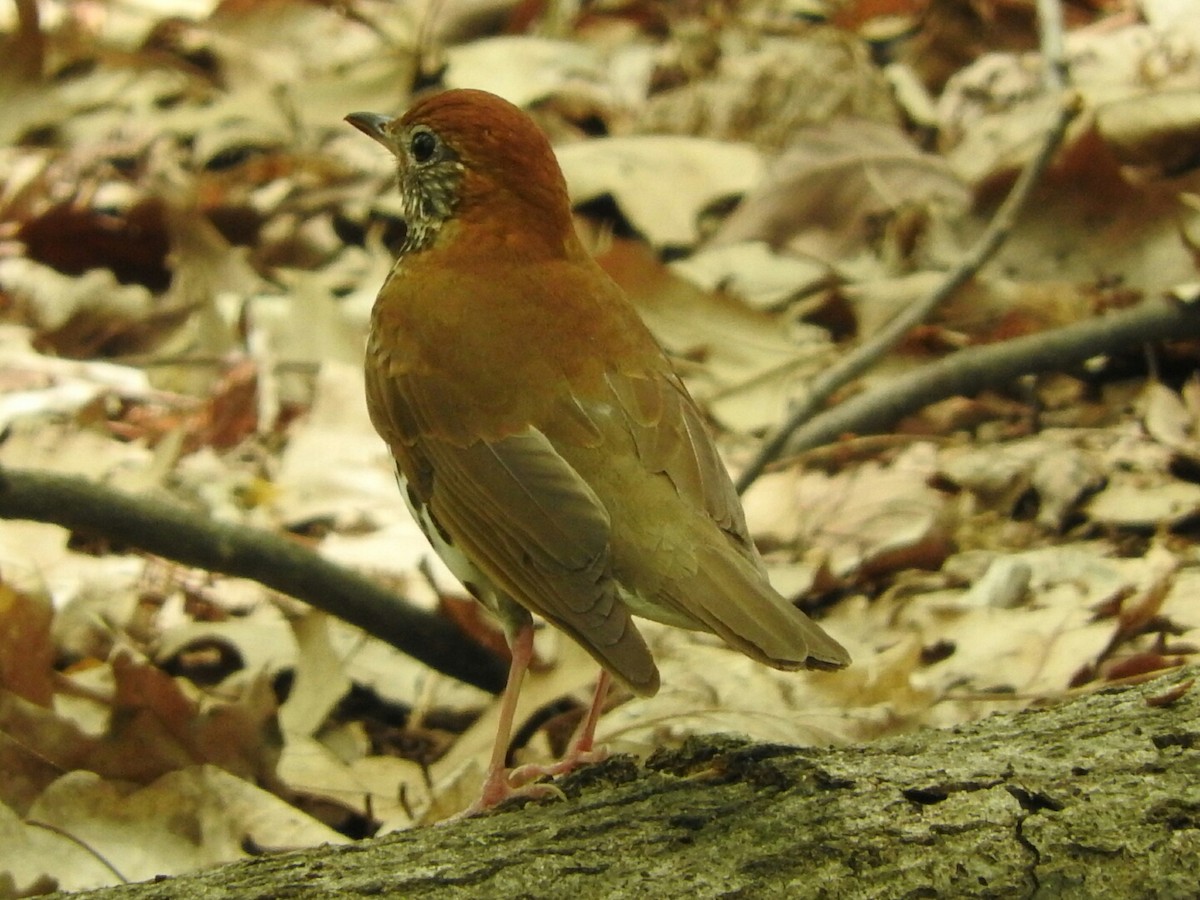 Wood Thrush - ML29399031