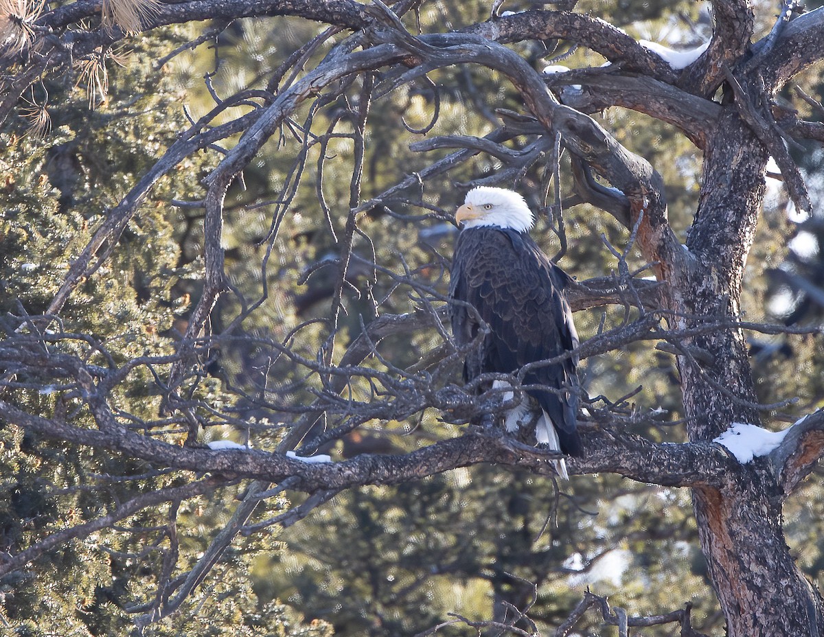 Bald Eagle - ML293990471