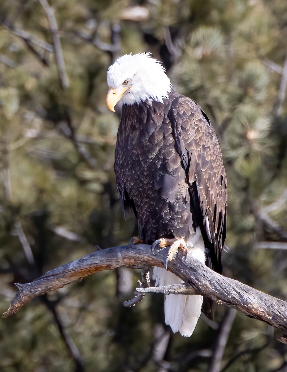 Bald Eagle - ML293990481