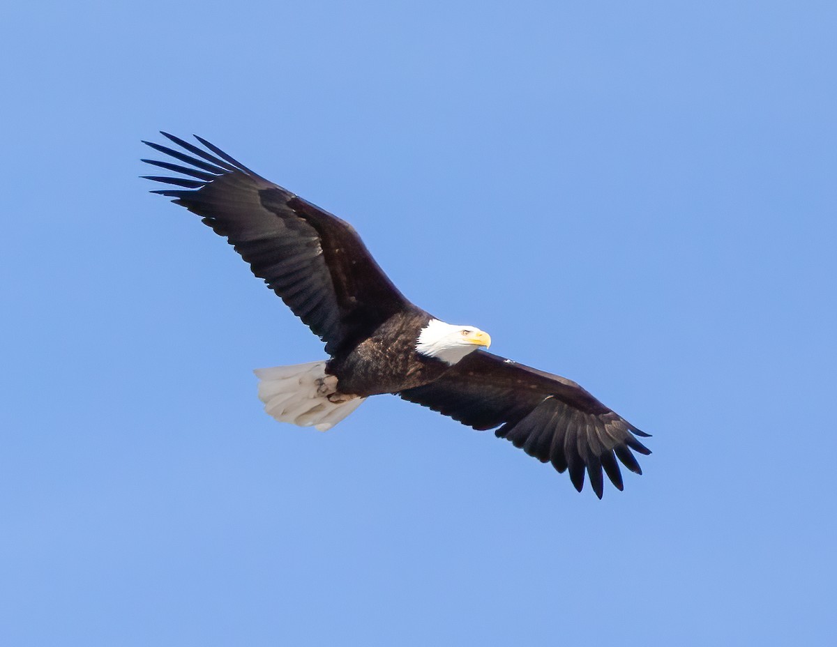 Bald Eagle - ML293990501