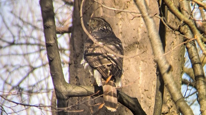 Cooper's Hawk - David Barrett