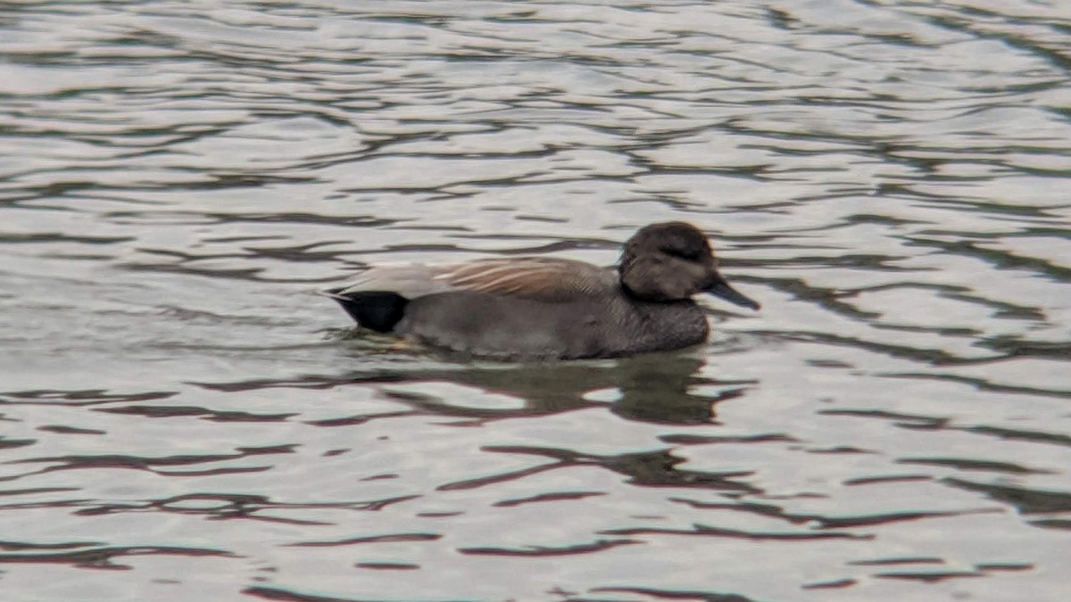 Gadwall - ML293991171