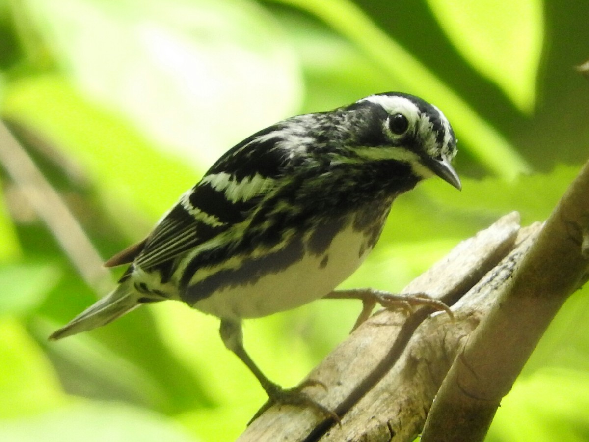 Black-and-white Warbler - ML29399141