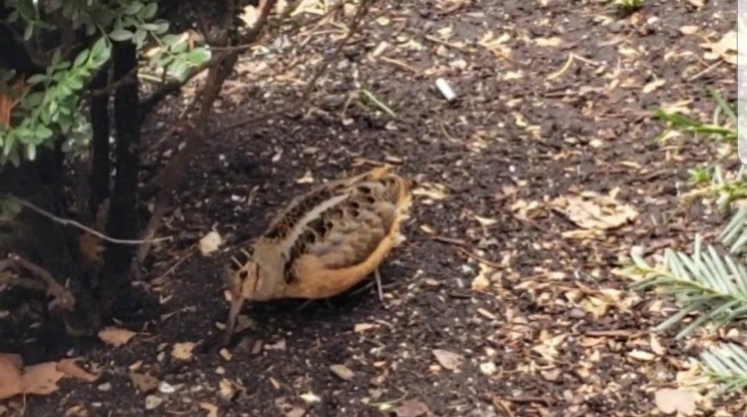 American Woodcock - David Barrett