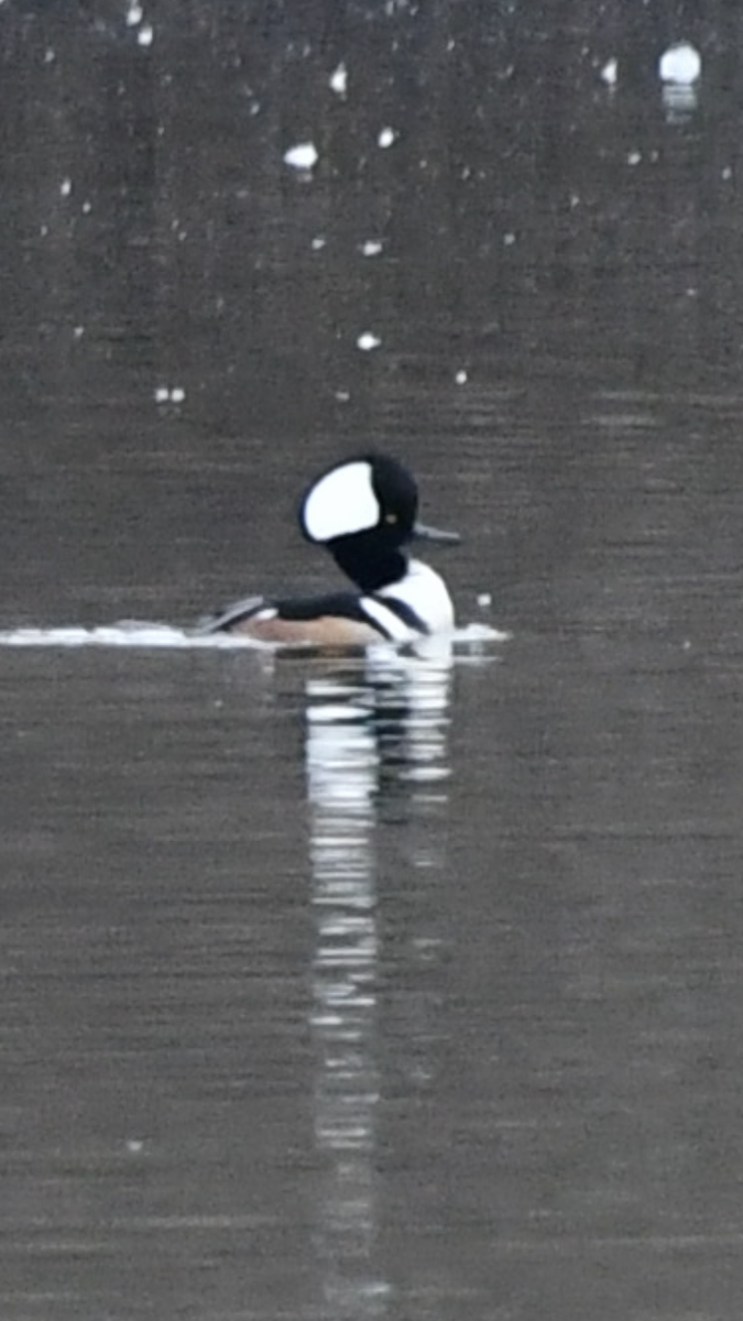 Hooded Merganser - ML293991971