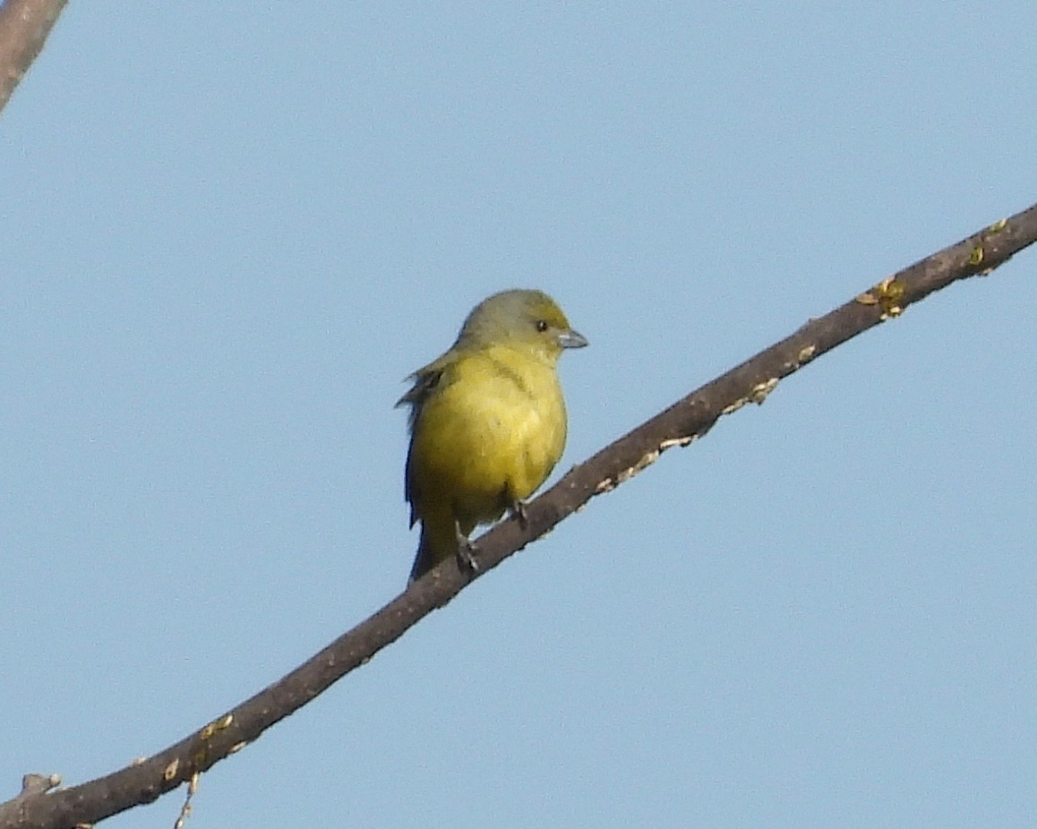 Scrub Euphonia - grete pasch