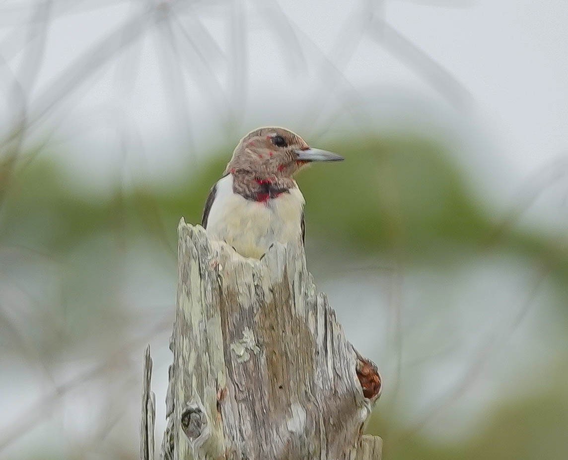 Red-headed Woodpecker - ML293996361