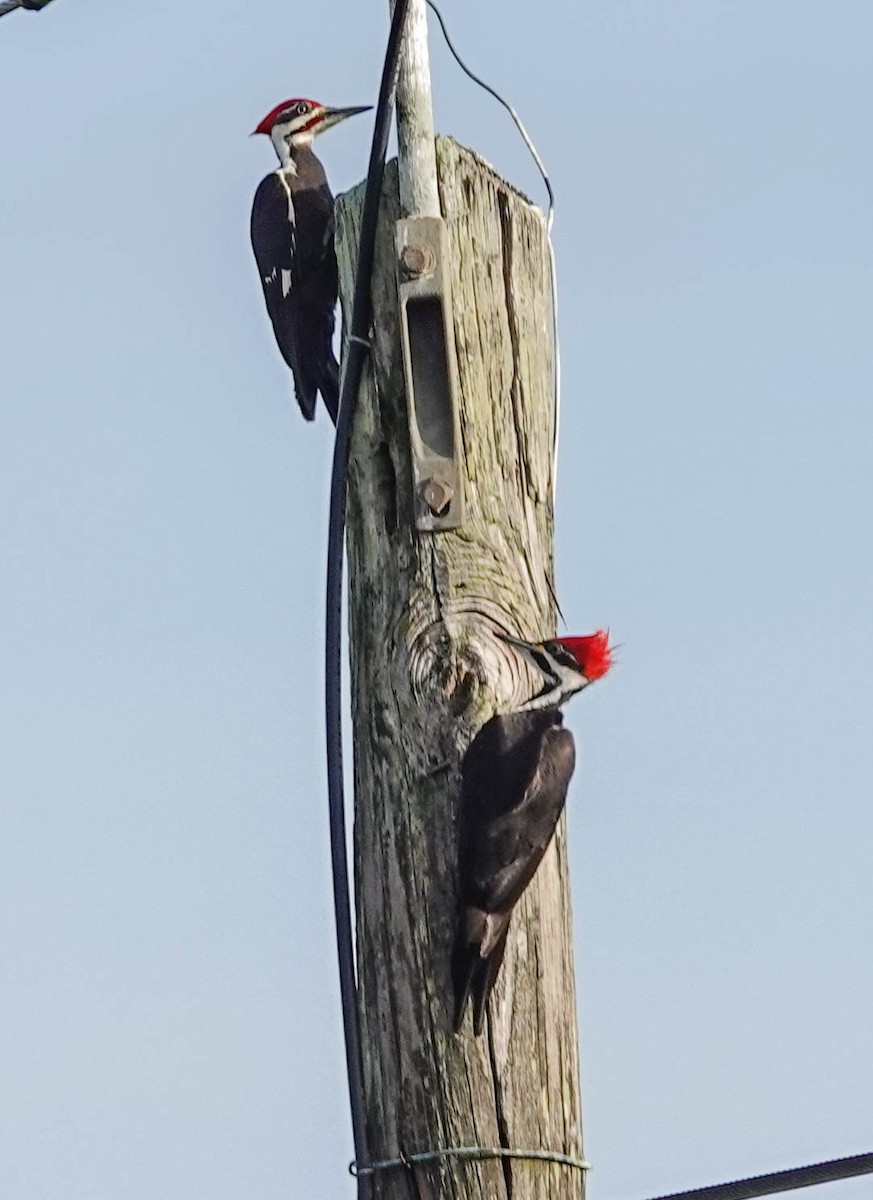 Pileated Woodpecker - Doreen LePage