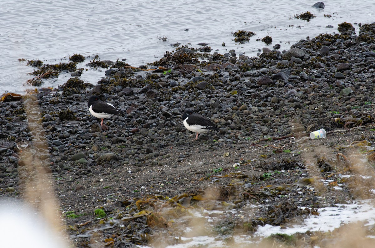 Eurasian Oystercatcher - ML293997431