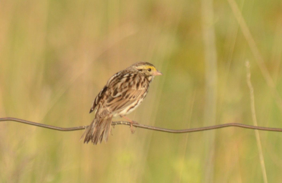 Savannah Sparrow - ML293998691