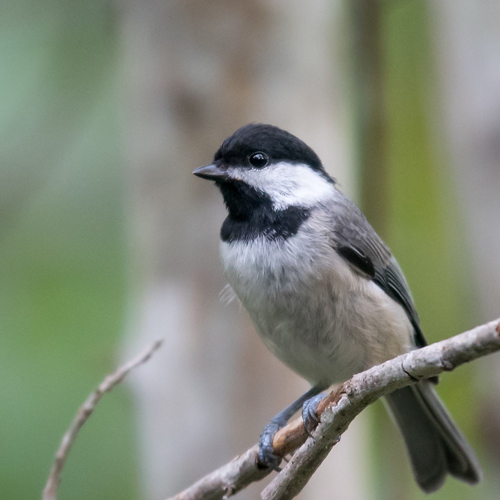 Carolina Chickadee - ML29399881
