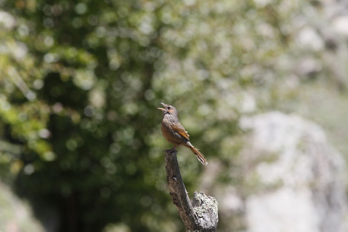 Streaked Laughingthrush - ML293999721