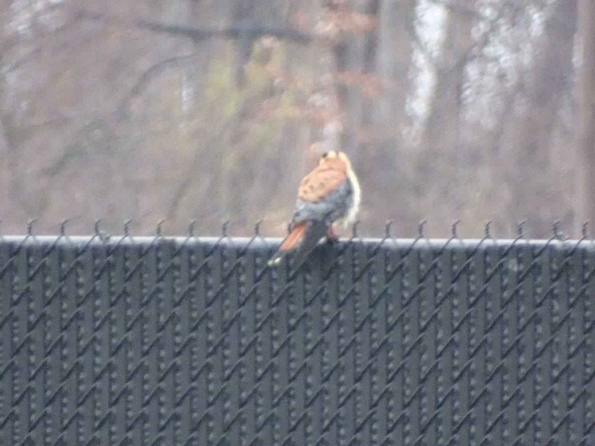 American Kestrel - ML294000381