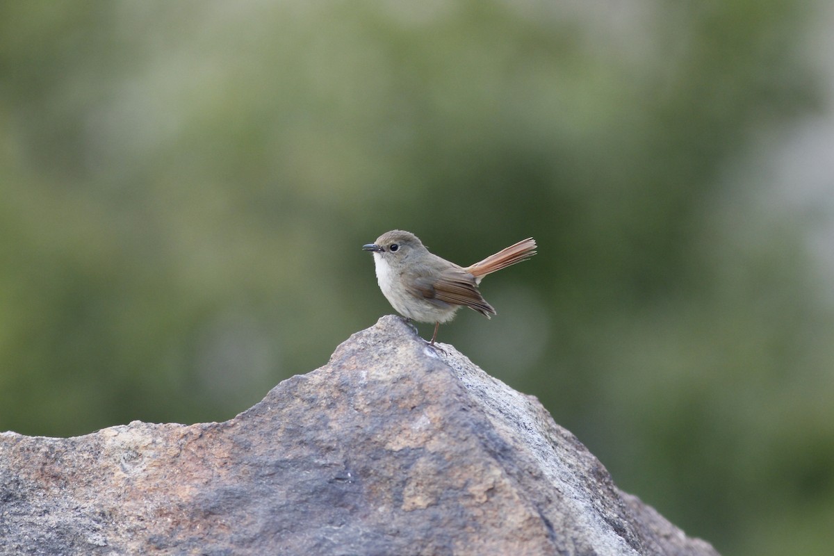 Slaty-blue Flycatcher - ML294003731