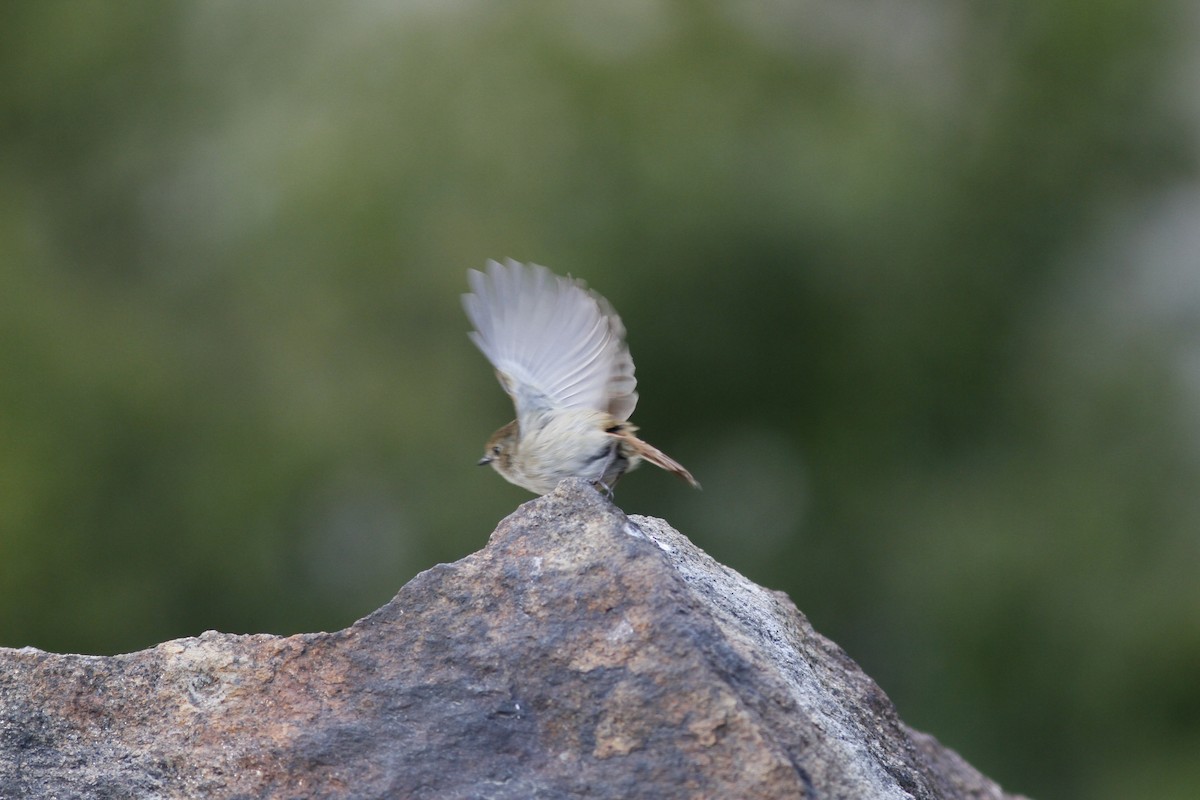 Slaty-blue Flycatcher - ML294003741