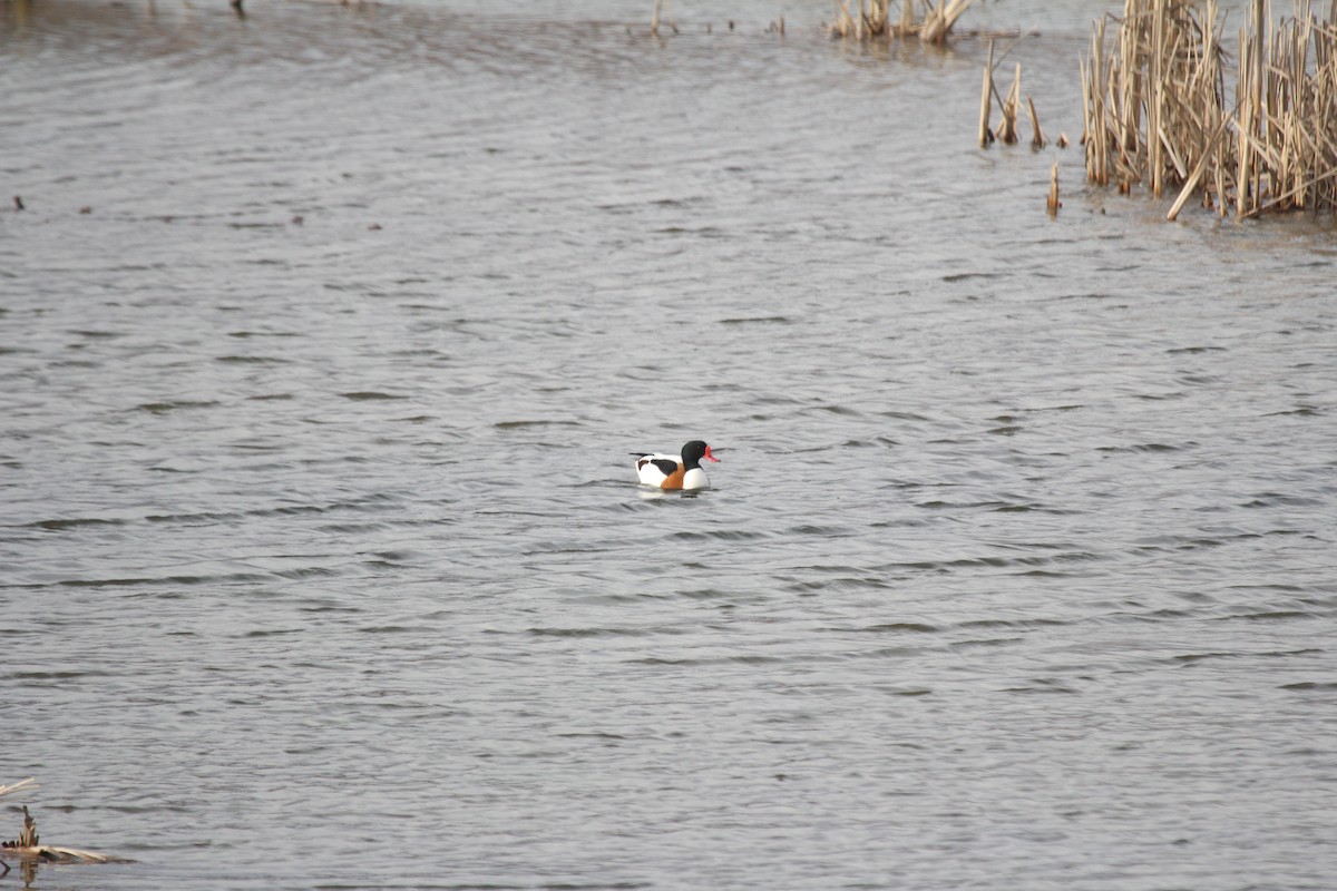 Common Shelduck - ML294009771