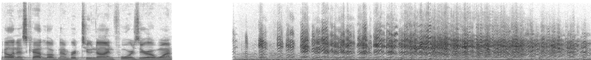 Amerikascherenschnabel (cinerascens) - ML29401