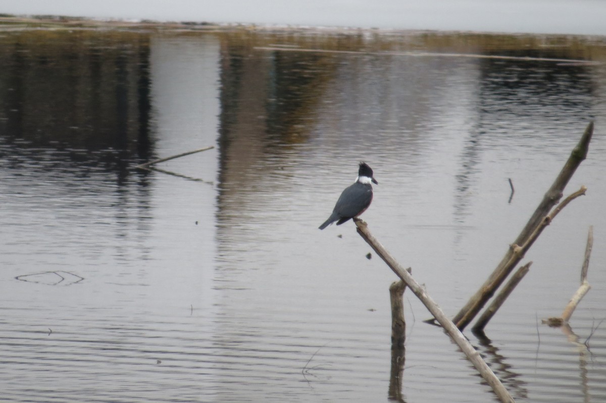 Опоясанный зимородок - ML294010301