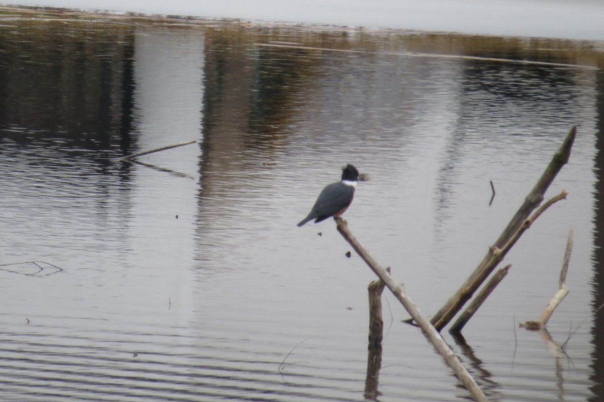 Опоясанный зимородок - ML294010331