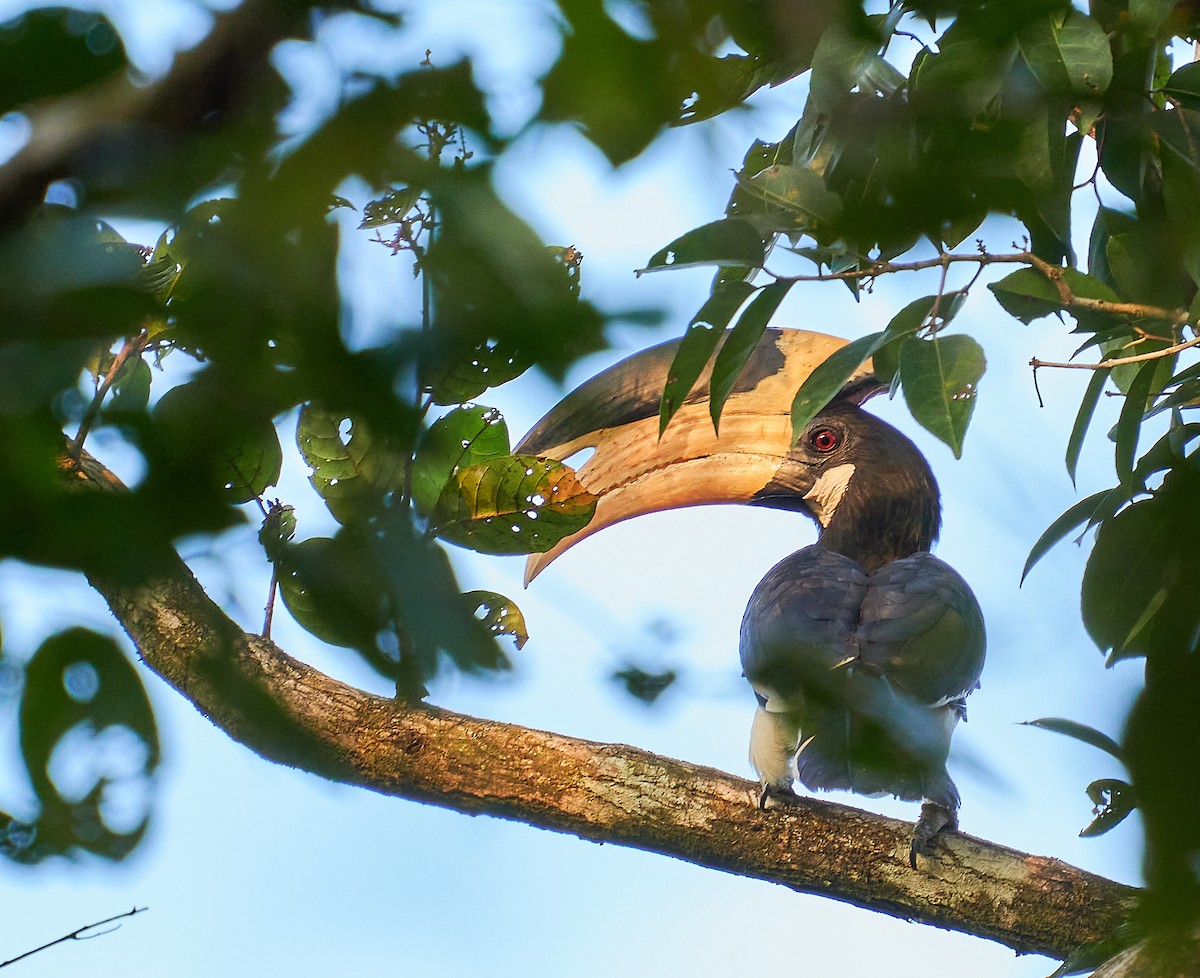 Malabar Pied-Hornbill - Raghavendra  Pai