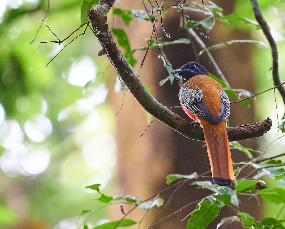 Malabar Trogon - ML294012041