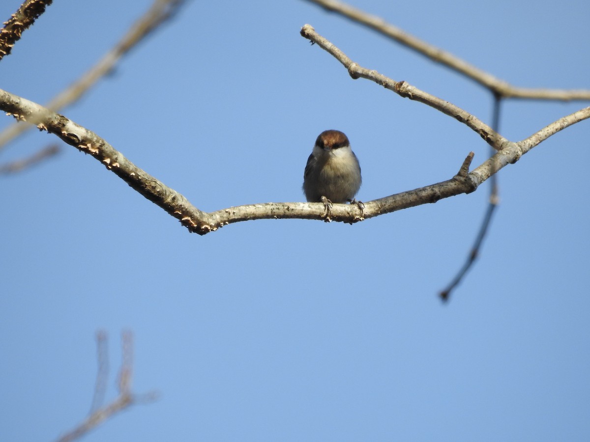 Brown-headed Nuthatch - ML294012601