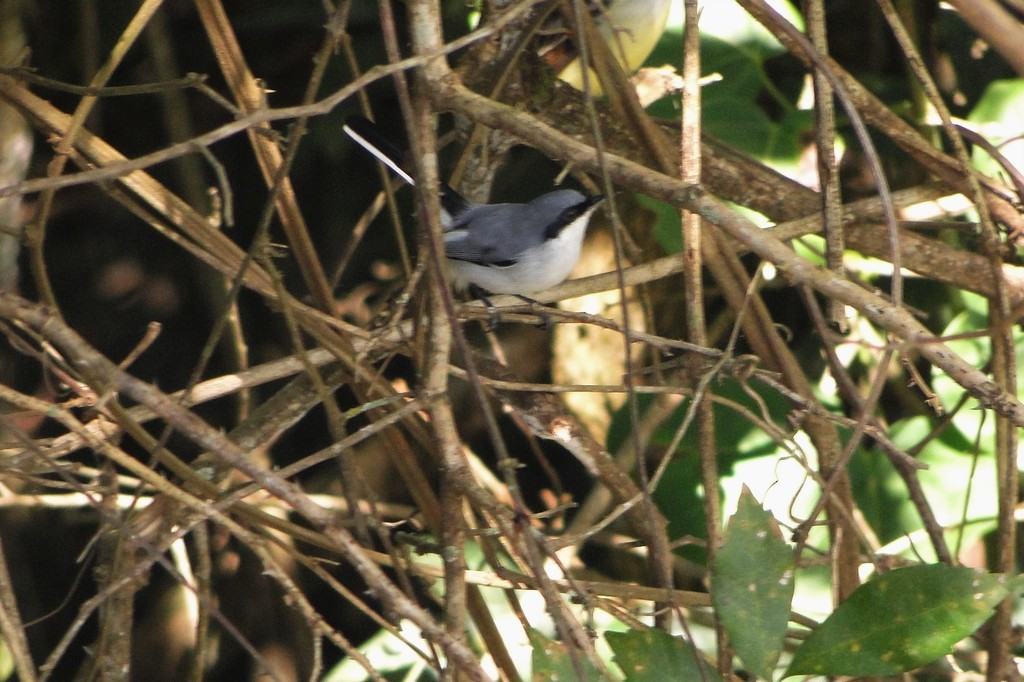 Masked Gnatcatcher - ML29401321