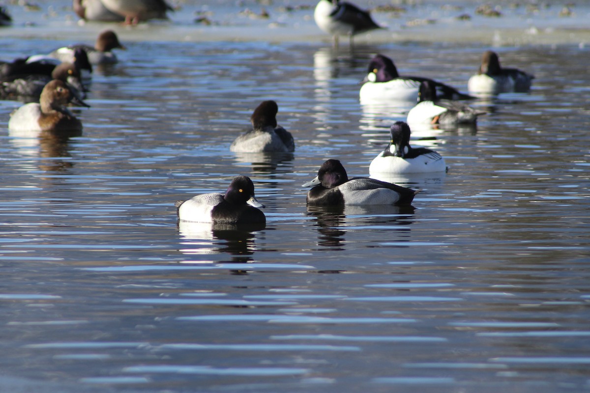Lesser Scaup - ML294013891