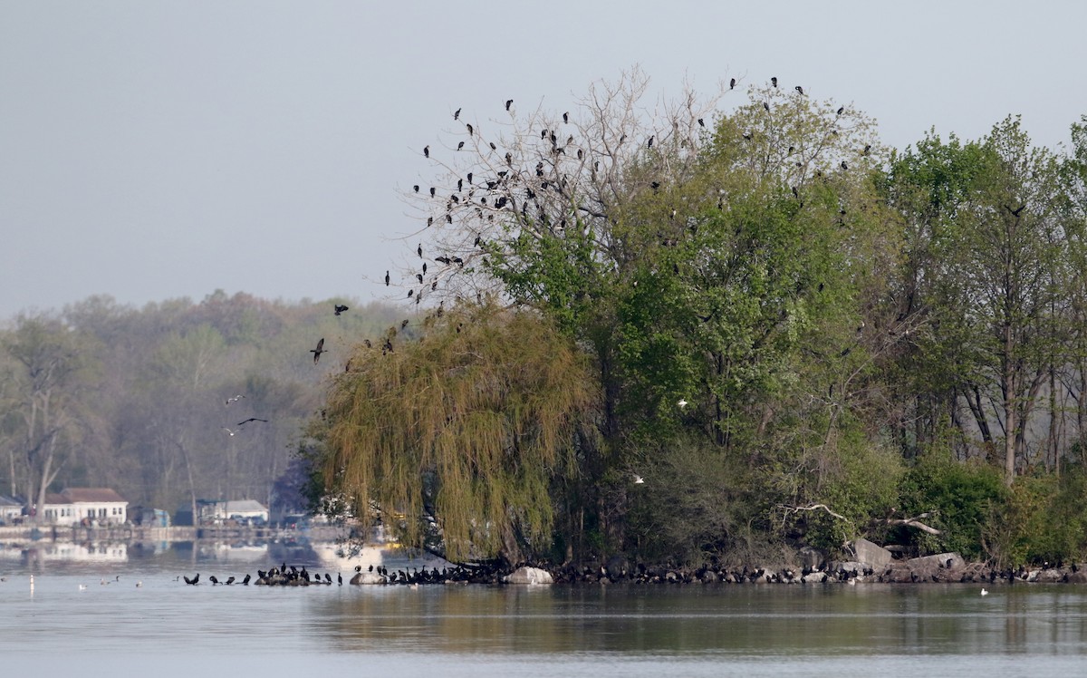 Double-crested Cormorant - ML29401601