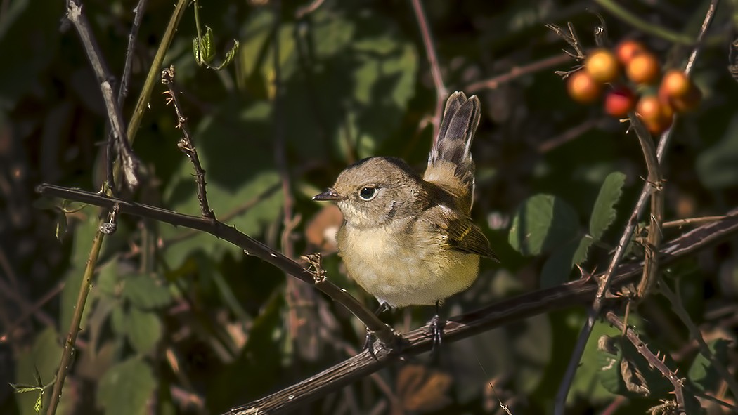 Red-breasted Flycatcher - ML294016111