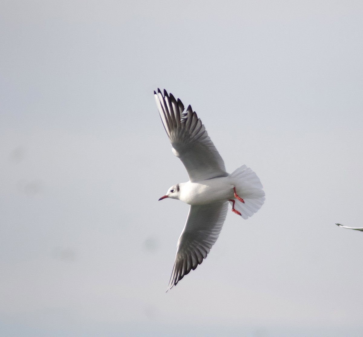 Black-headed Gull - ML294016241