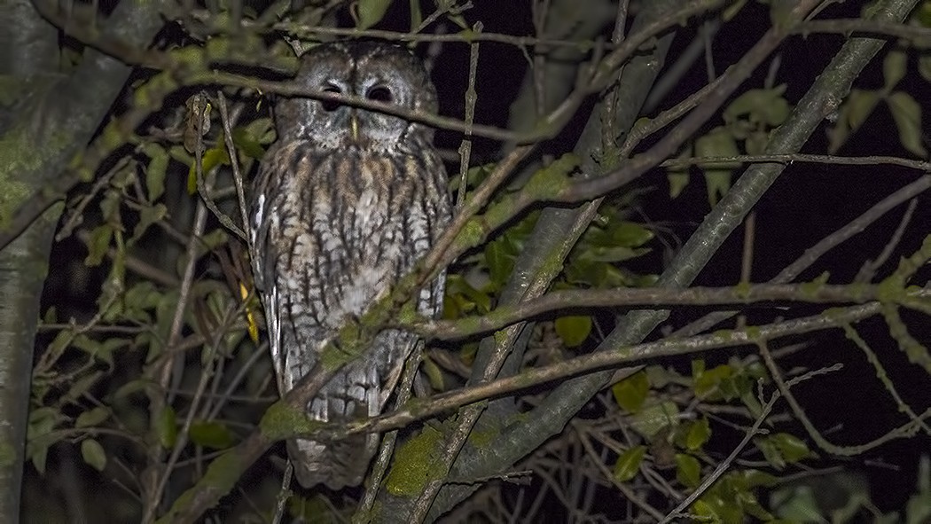 Tawny Owl - Engin BIYIKOĞLU