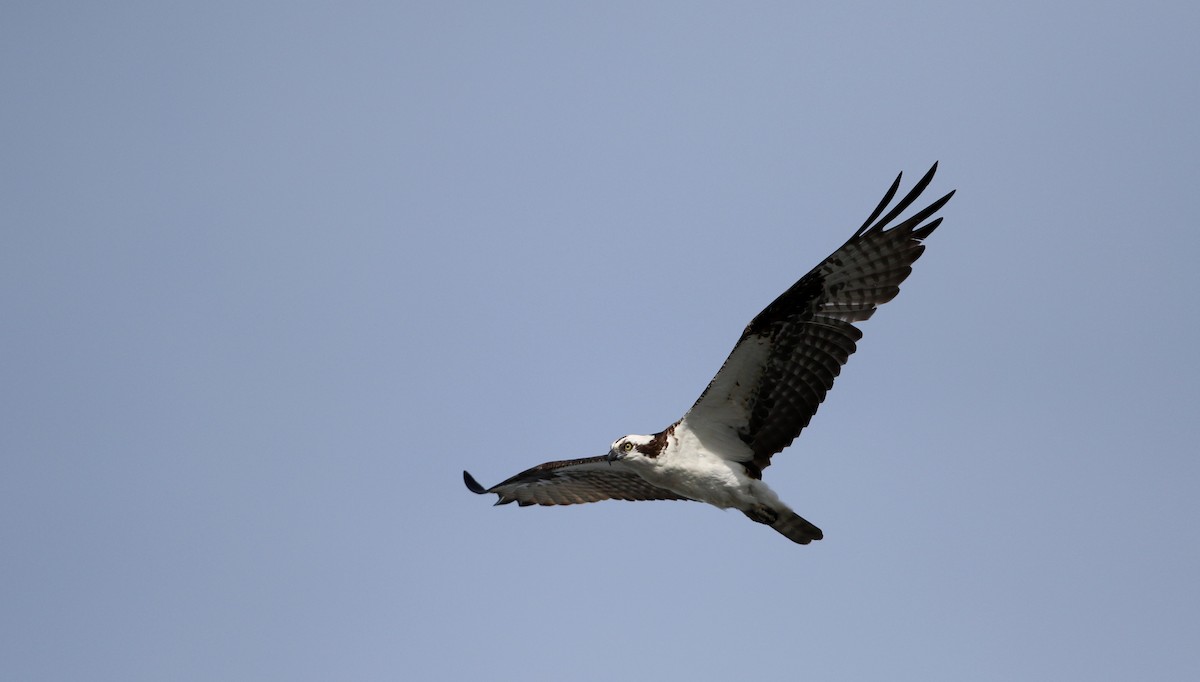 Osprey (carolinensis) - Jay McGowan