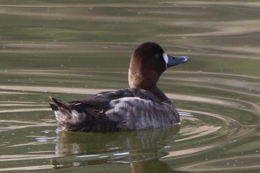 Lesser Scaup - ML294017841