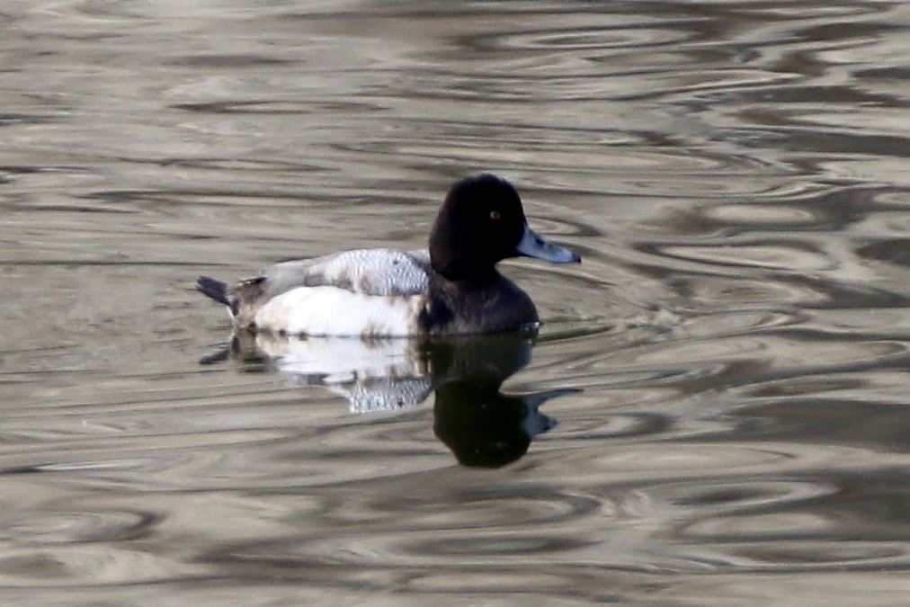 Lesser Scaup - Ann Stockert