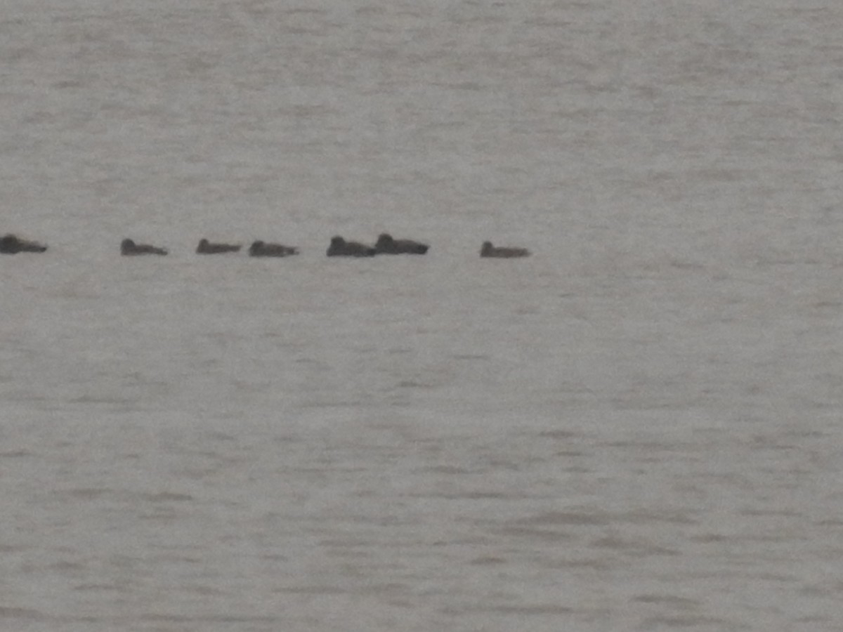 Gadwall - ML294017971