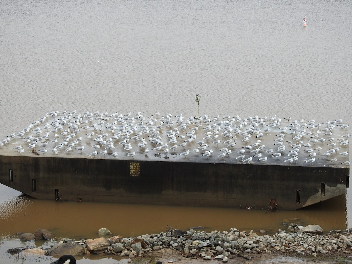 Ring-billed Gull - ML294018271