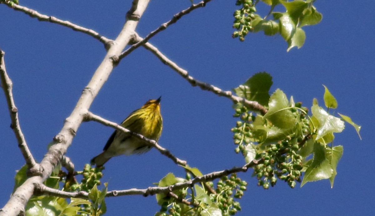 Cape May Warbler - ML29401841
