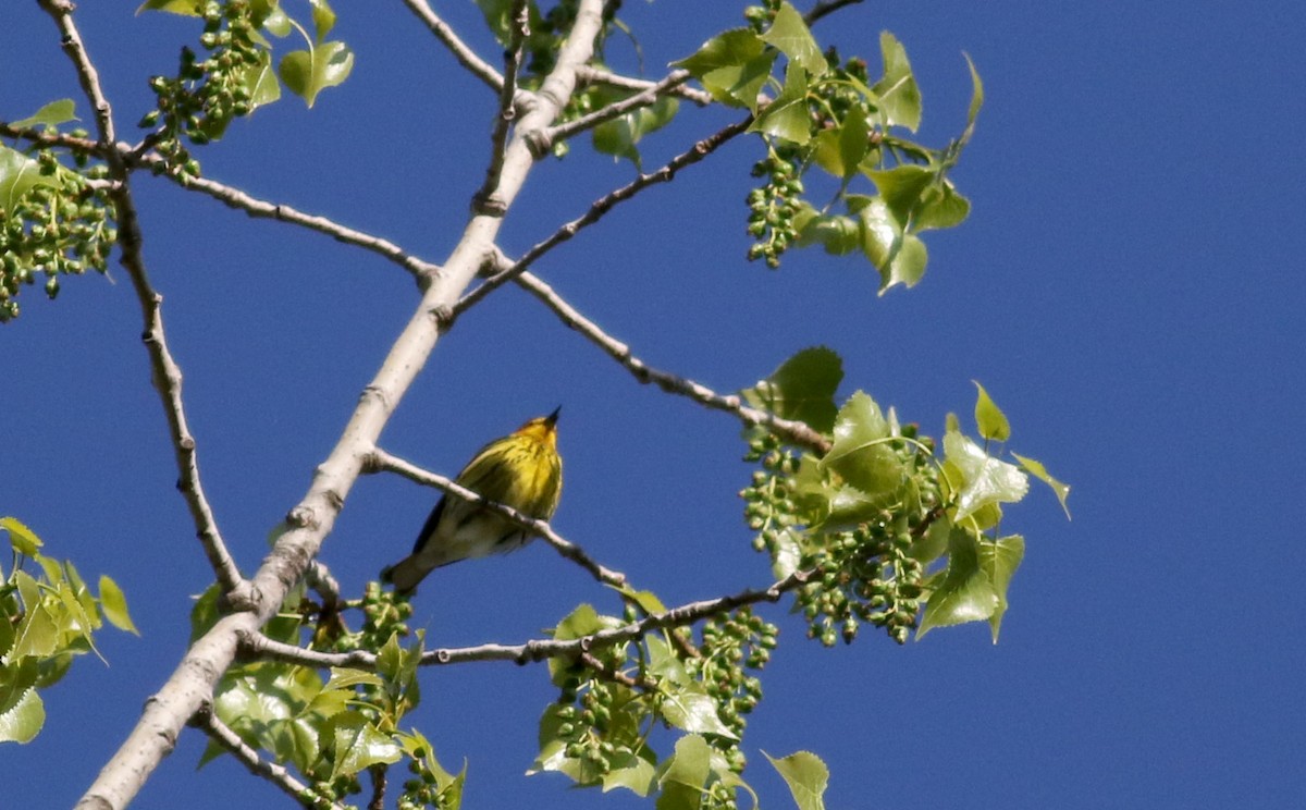 Cape May Warbler - ML29401851