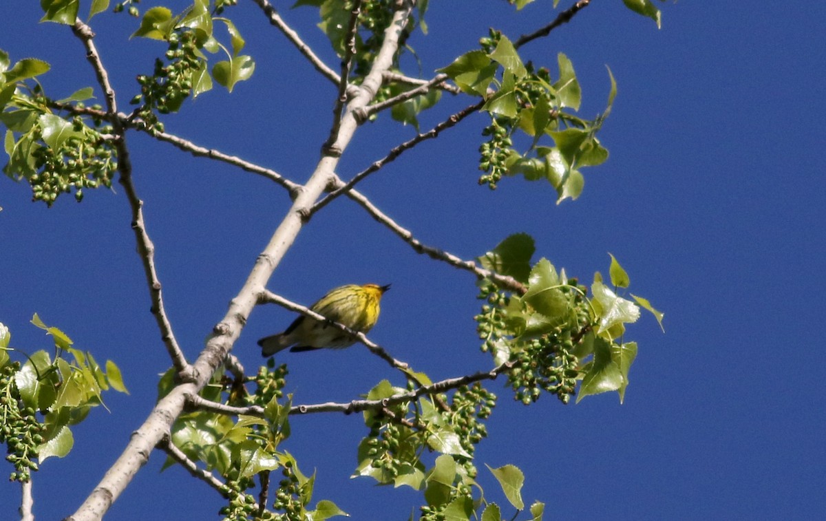 Cape May Warbler - ML29401861