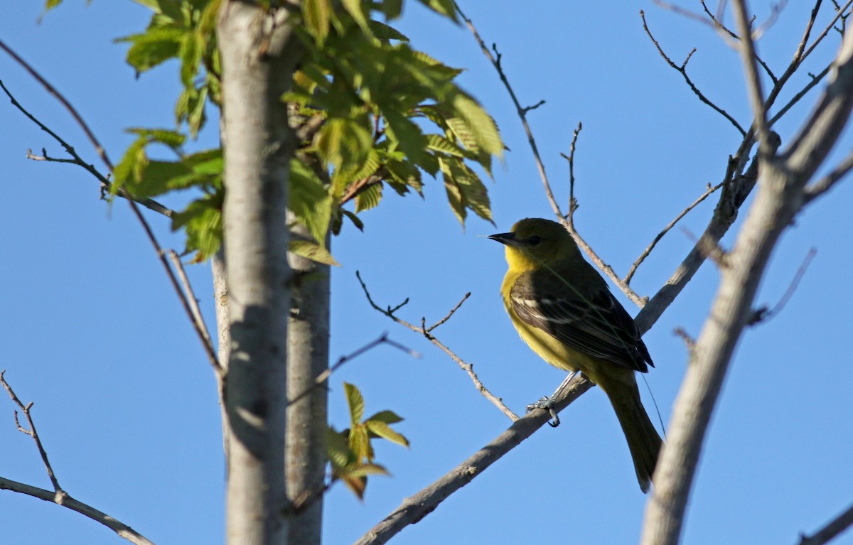 Orchard Oriole - ML29401871