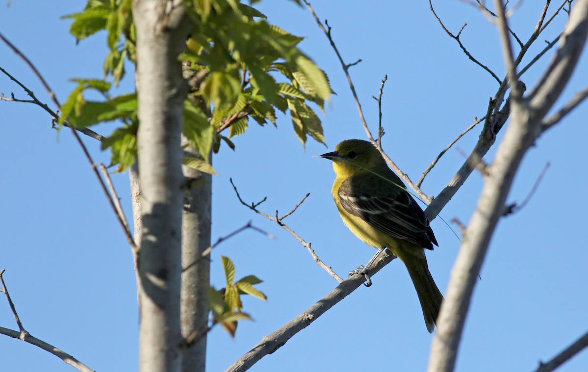 Orchard Oriole - ML29401881