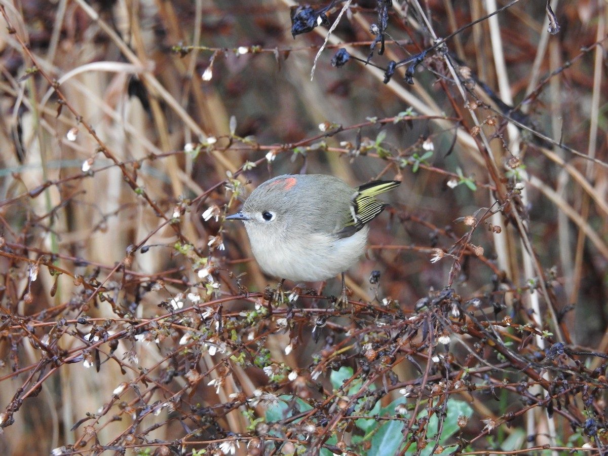 Ruby-crowned Kinglet - ML294018841