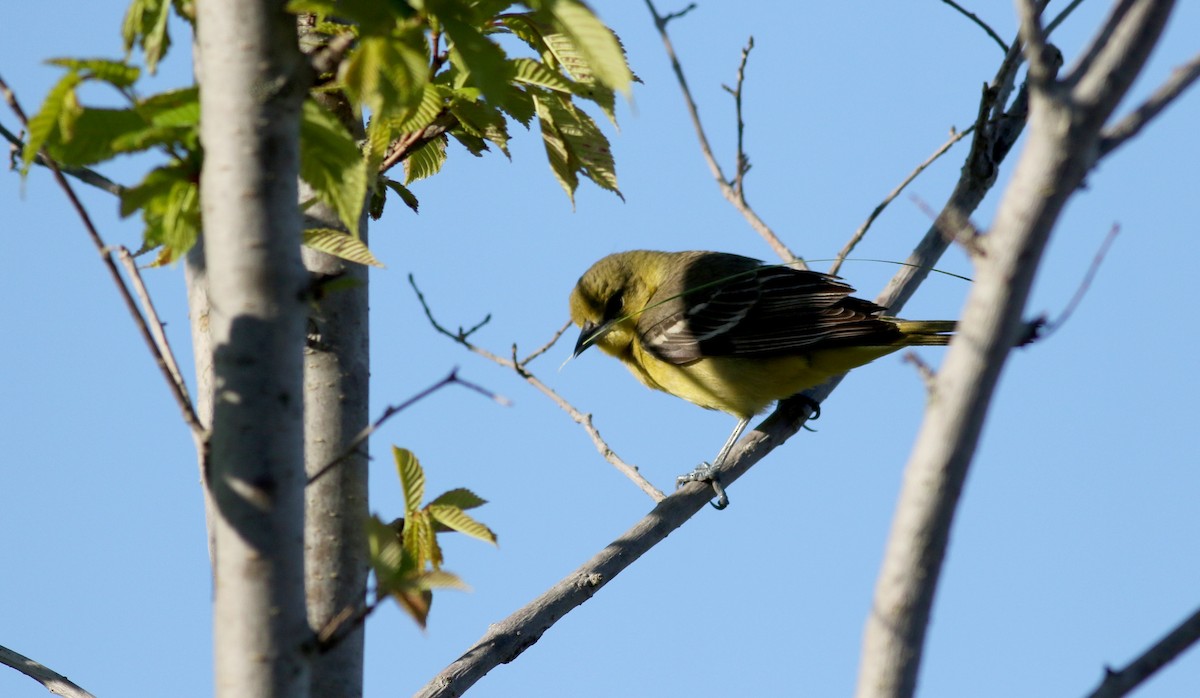 Orchard Oriole - ML29401891
