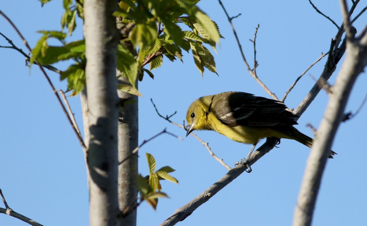 Orchard Oriole - ML29401901