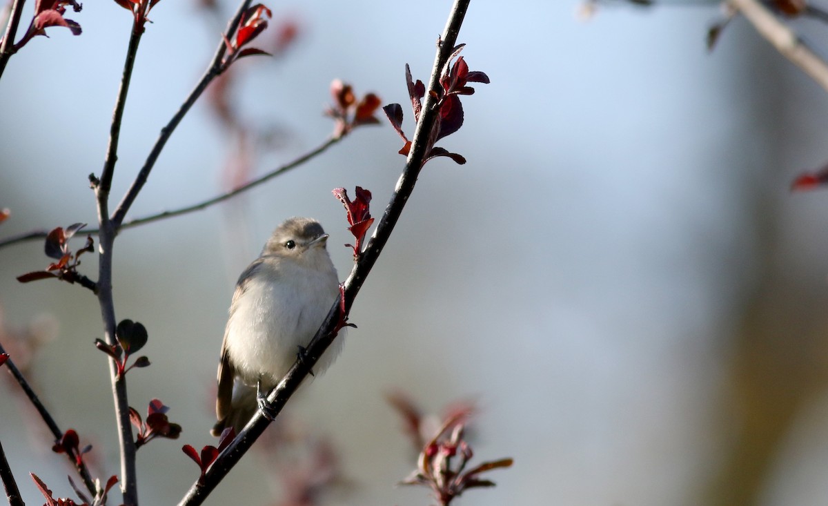 Warbling Vireo (Eastern) - Jay McGowan